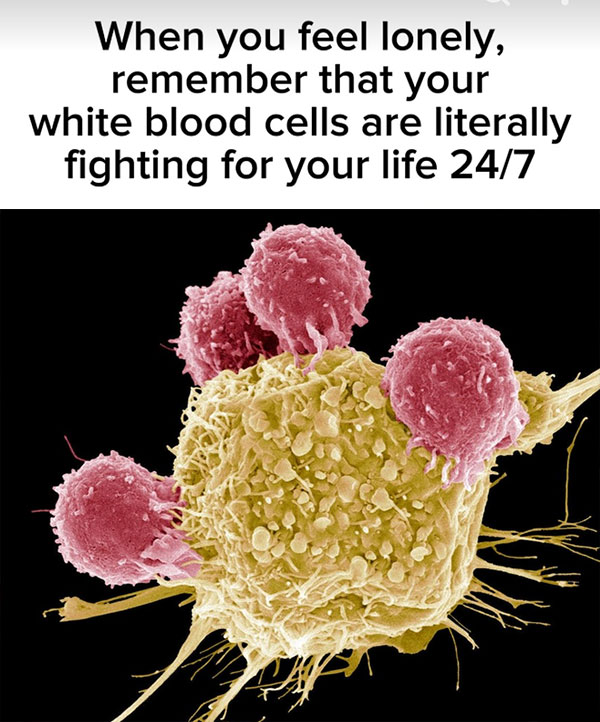 T-cells