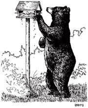 bear-feeder